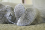 Free Picture of Gray Cat Sleeping With His Paws Crossed