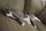 Free Picture of Two Gray Tuxedo Kittens Sleeping