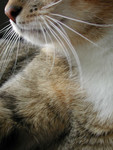 Free Picture of Closeup of a Cat