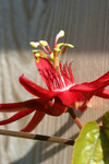 Free Picture of Red Passion Flower