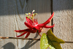 Free Picture of Red Passion Flower