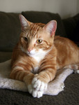 Free Picture of Curious Orange Cat