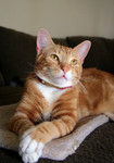 Free Picture of Orange Cat Looking Upwards