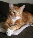 Free Picture of Orange Cat Sitting With His Paws Crossed