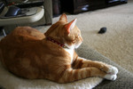Free Picture of Orange Cat Resting With His Paws Crossed