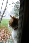Free Picture of Calico Cat Looking Out Through a Window