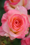 Free Picture of Diana Princess of Wales Rose