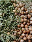 Free Picture of Dried Parsley and Coriander