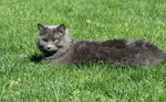 Free Picture of Gray Cat Lying on Grass