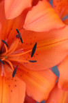 Free Picture of Orange Asiatic Lily