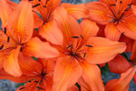 Free Picture of Orange Asiatic Lily