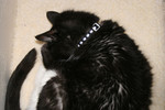 Free Picture of Sleeping Tuxedo Cat