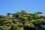 Free Picture of Mimosa Tree