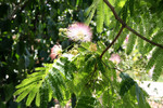 Free Picture of Flowers on a Mimosa Tree