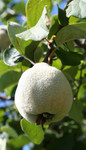 Free Picture of Fuzzy Pear on a Pear Tree