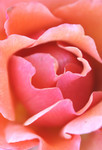 Free Picture of Pink Rose