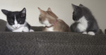 Free Picture of Three Cats Sitting on a Couch