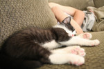 Free Picture of Tuxedo Kitten Sleeping