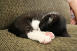Free Picture of Tuxedo Kitten Sleeping