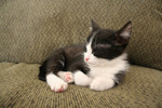 Free Picture of Sleeping Tuxedo Kitten