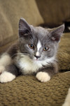 Free Picture of Grey and White Tuxedo Kitten