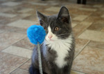 Free Picture of Gray and White Kitten Playing With a Cat Toy