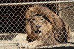 Free Picture of Caged Lion