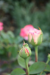 Free Picture of Different Stages of Pink Roses