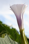 Free Picture of Purple Jimson Weed Flower
