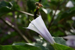 Free Picture of Purple Jimson Weed Flower With a Bee