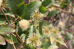 Free Picture of Puffy Clematis FlowersPuffy Clematis Seed Heads