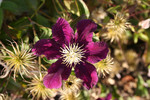 Free Picture of Purple Clematis Flower