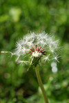 Free Picture of Dandelion Seedhead