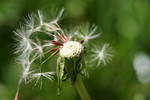 Free Picture of Dandelion Seed Head