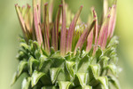 Free Picture of Blooming Purple Coneflower