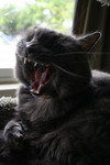 Free Picture of Yawning Gray Cat