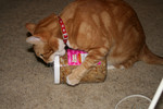 Free Picture of Orange Cat Trying to Break Open a Treat Jar