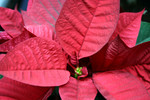 Free Picture of Red Poinsettia Plant