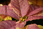 Free Picture of White Poinsettia Plant Painted Purple