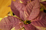 Free Picture of Glittery White Poinsettia Plant Painted Purple