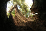 Free Picture of From Inside a Hollowed Redwood Tree