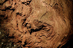 Free Picture of Burl on a Redwood Tree