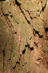 Free Picture of Bark of a Redwood Tree