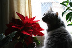 Free Picture of Silver Cat Smelling a Poinsettia Plant