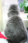 Free Picture of Silver Cat Looking Out a Window