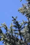 Free Picture of Blue Spruce Branches Against a Blue Sky