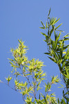 Free Picture of Black Bamboo Stalks Against a Blue Sky
