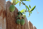 Free Picture of Fruits on a Passion Vine