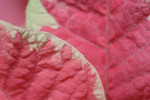 Free Picture of Leaves on a Pink and White Poinsettia Plant