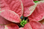 Free Picture of Leaves on a Pink and White Poinsettia Plant